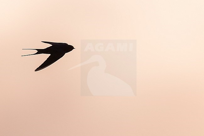 Barn Swallow (Hirundo rustica ssp. rustica), Germany (Schleswig-Holstein), in flight stock-image by Agami/Ralph Martin,