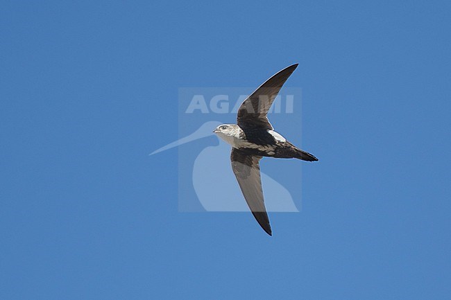 Adult White-throated Swift (Aeronautes saxatalis)
Riverside Co., California, USA
November 2016 stock-image by Agami/Brian E Small,