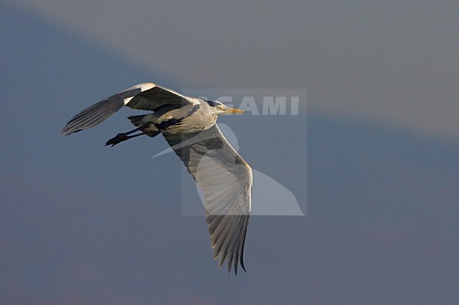 Blauwe Reiger in de vlucht; Grey Heron in flight stock-image by Agami/Daniele Occhiato,