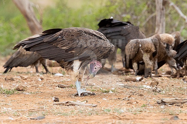 Lappet-faced vulture (Torgos tracheliotos), side view of an adult with a bone in its feet, Mpumalanga, South Africa stock-image by Agami/Saverio Gatto,