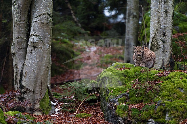 A European lynx, Lynx lynx, crouched atop a mossy boulder in a scenic forest. Bayerischer Wald National Park, Bavaria, Germany. stock-image by Agami/Sergio Pitamitz,