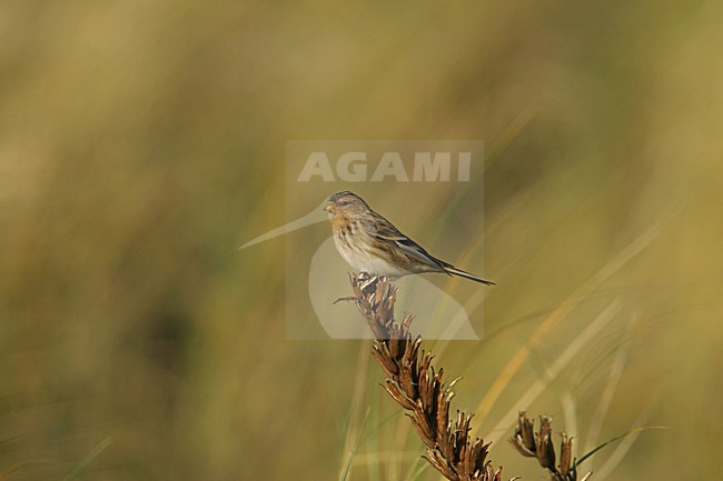 Twite perched; Frater zittend stock-image by Agami/Arie Ouwerkerk,