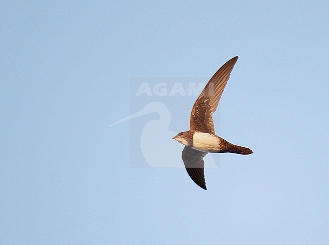 Alpine Swift (Apus melba) in flight in Germany. stock-image by Agami/Ran Schols,