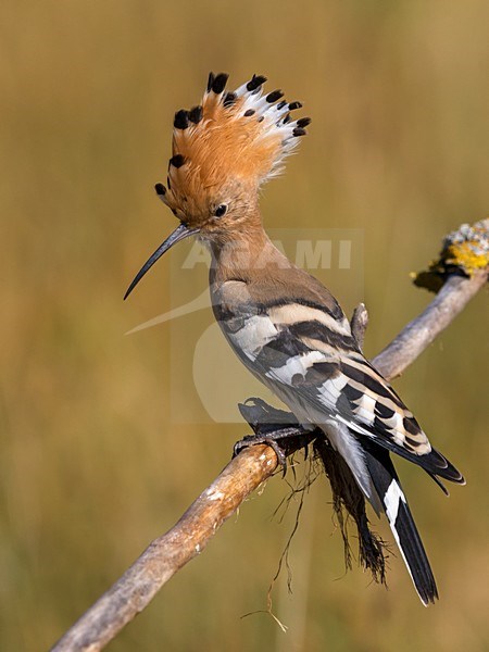 Hop zittend op tak; Eurasian Hoopoe perched on a branch stock-image by Agami/Daniele Occhiato,