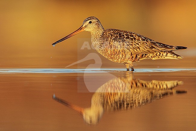 Rode Grutto, Hudsonian Godwit stock-image by Agami/Glenn Bartley,