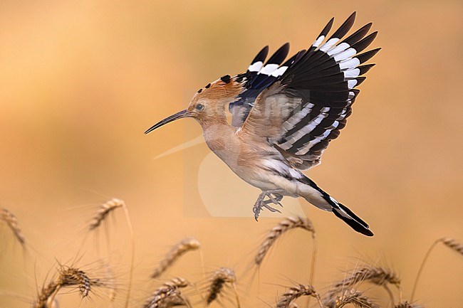 Eurasian Hoopoe (Upupa epops) in Italy. stock-image by Agami/Daniele Occhiato,