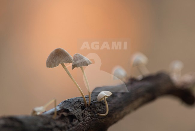  stock-image by Agami/Rob de Jong,