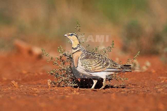 Vrouw Witbuikzandhoen bij de drinkplaats; female Pin-tailed Sandgrouse (Pterocles alchata) at a drinking station stock-image by Agami/Marc Guyt,