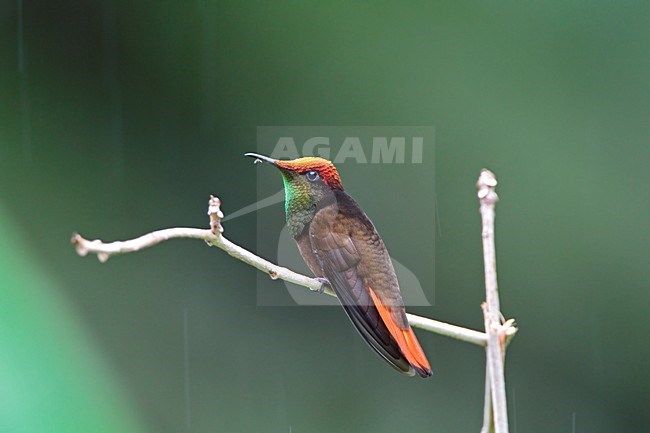 Rode Kolibrie zittend op tak tijdens regenbui Tobago, Ruby topaz Hummingbird perched on branch during rainshower Tobago stock-image by Agami/Wil Leurs,