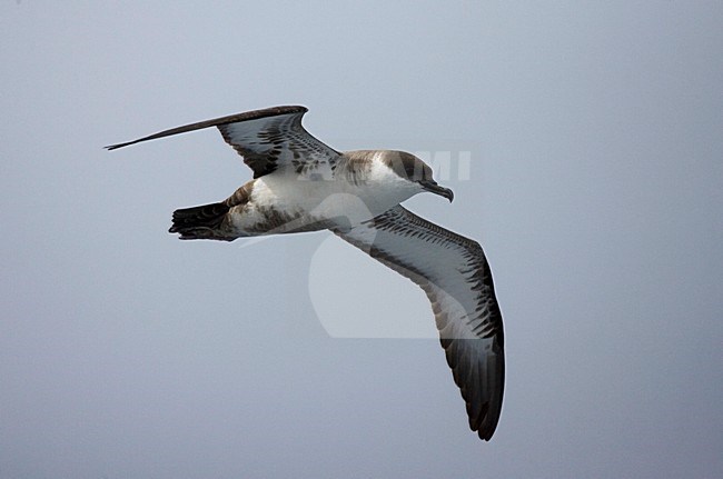 Great Shearwater flying; Grote Pijlstormvogel vliegend stock-image by Agami/Marc Guyt,