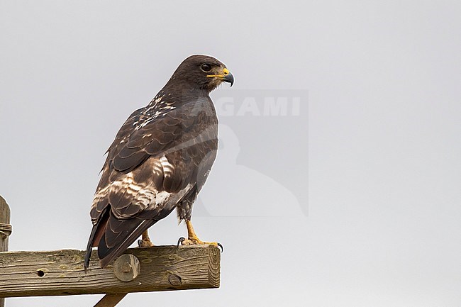 Jackal Buzzard (Buteo rufofuscus), adult perched on a post seen from the back, Western Cape, South Africa stock-image by Agami/Saverio Gatto,