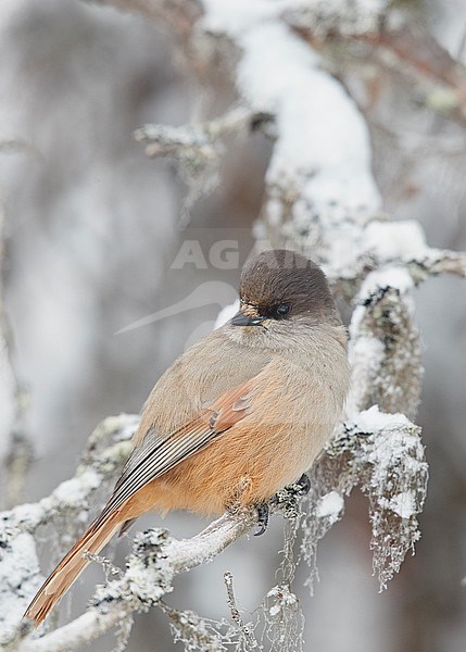 Siberian Jay (Perisoreus infaustus) wintering in a cold snow covered Finland. Looking over shoulder. stock-image by Agami/Markus Varesvuo,