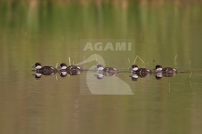 Duckling swimming on a pond in the interior of British Columbia, Canada. stock-image by Agami/Glenn Bartley,