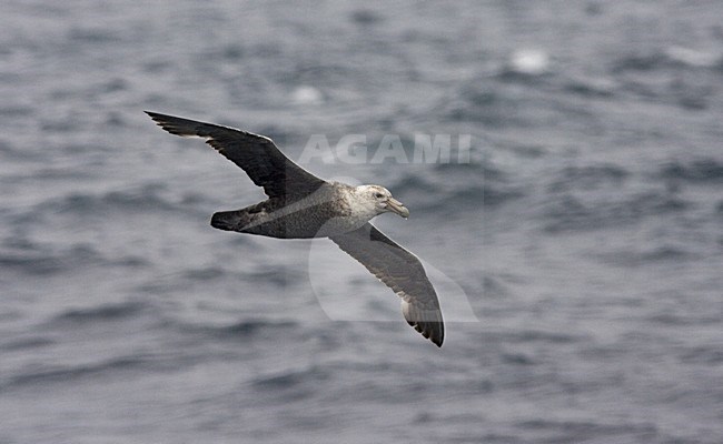 Southern Giant Petrel flying; Zuidelijke Reuzenstormvogel vliegend stock-image by Agami/Marc Guyt,