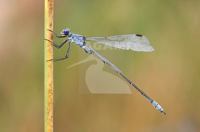 Imago Grote pantserjuffer; Adult Dark Spreadwing stock-image by Agami/Fazal Sardar,