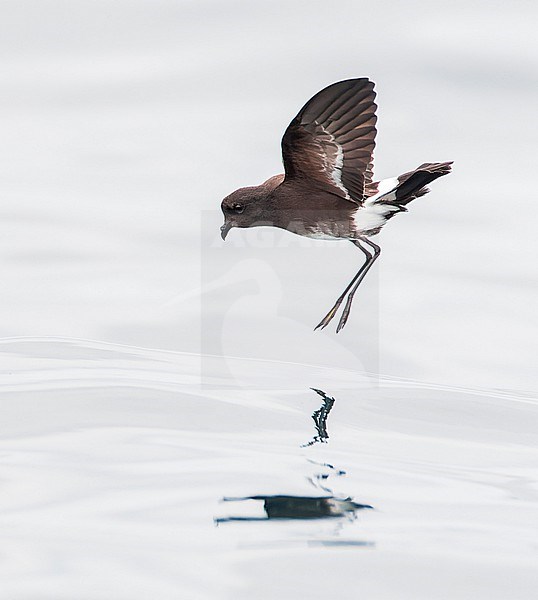 Elliot's Storm Petrel (Oceanites gracilis) flying above the sea surface on the Pacific ocean off Lima, Peru. Also known as the white-vented storm petrel. stock-image by Agami/Marc Guyt,
