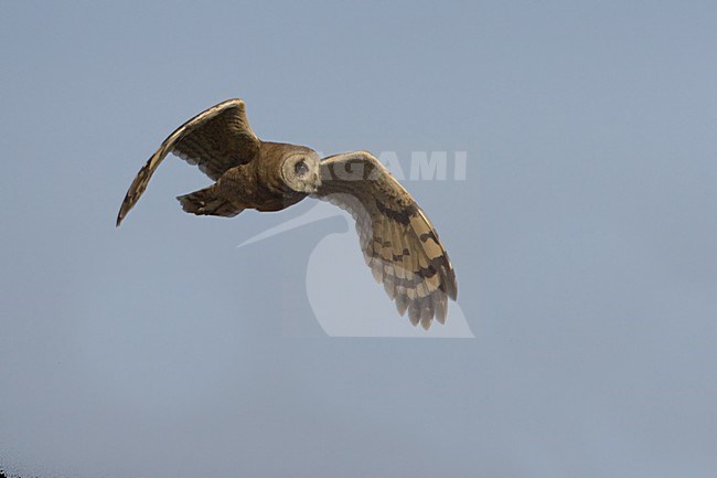 Afrikaanse Velduil jagend in moeras; Marsh owl hunting in marsh stock-image by Agami/Daniele Occhiato,