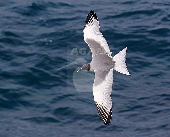 Swallow-tailed Gull (Creagrus furcatus) on the Galapagos islands, Ecuador. Adult in flight over the ocean. stock-image by Agami/Dani Lopez-Velasco,