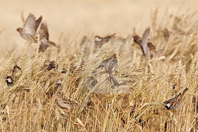 Spaanse Mus groep etend van graan; Spanish Sparrow flock feeding on grain stock-image by Agami/Marc Guyt,