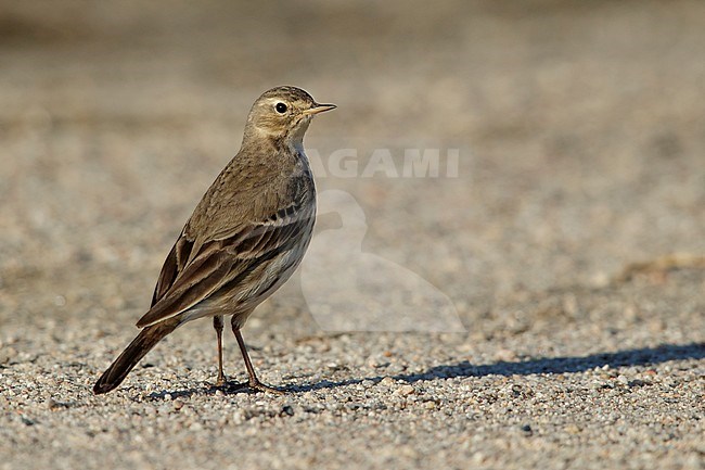 Adult non-breeding American Buff-bellied Pipit (Anthus rubescens rubescens) standing on the ground in Riverside County, California, USA. stock-image by Agami/Brian E Small,