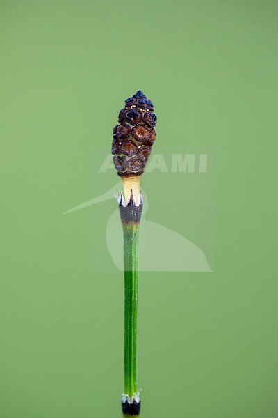 Variegated Horsetail, Equisetum variegatum stock-image by Agami/Wil Leurs,