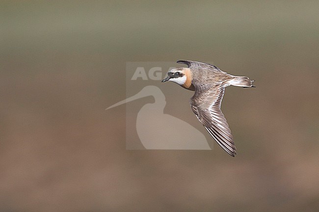 Lesser Sand Plover - Mongolenregenpfeifer - Charadrius mongolus ssp. pamirensis, Kyrgyzstan, adult male stock-image by Agami/Ralph Martin,