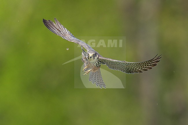 Eurasian Hobby (Falco subbuteo) hunting insects in front of green background in Switzerland. stock-image by Agami/Marcel Burkhardt,