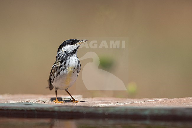 Male Blackpoll Warbler (Setophaga striata) perched on wall in Dry Tortugas, USA stock-image by Agami/Helge Sorensen,