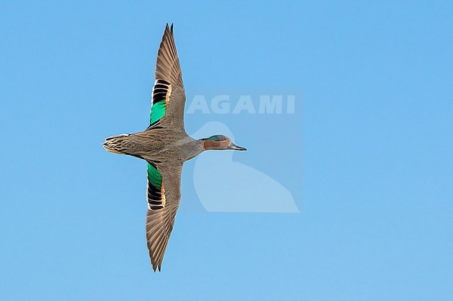 Adult male
Riverside Co., CA
January 2022 stock-image by Agami/Brian E Small,