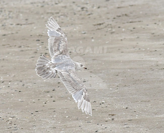 Immature Glaucous-winged Gull (Larus glaucescens) in flight, showing upper wing stock-image by Agami/Laurens Steijn,