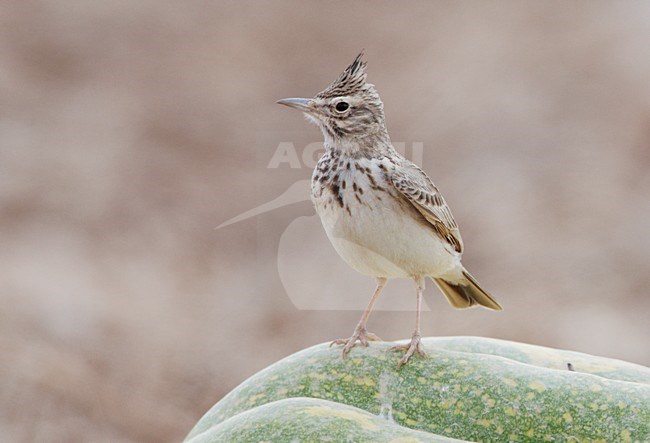 Kuifleeuwerik op een pompoen; Crested Lark on a pumpkin stock-image by Agami/Markus Varesvuo,