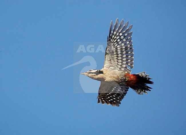 Grote Bonte Specht in de vlucht; Great Spotted Woodpecker in flicht stock-image by Agami/Markus Varesvuo,