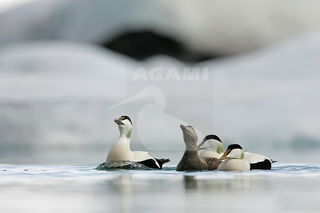 Groep Eiders zwemmend tussen ijsschotsen; Common Eiders swimming amongst drift ice stock-image by Agami/Menno van Duijn,