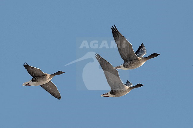 Pink-footed Goose in flight, Kleine Rietgans in vlucht stock-image by Agami/Jari Peltomäki,