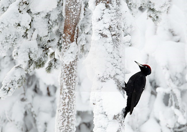 Zwarte Specht op een besneeuwde boom, Black Woodpecker on a snow covered tree stock-image by Agami/Markus Varesvuo,