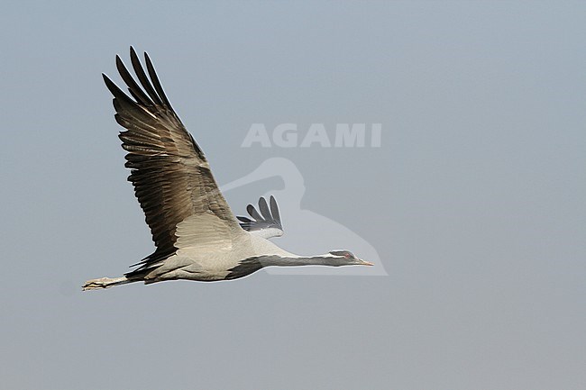 Jufferkraanvogel in vlucht; Demoiselle Crane (Anthropoides virgo) in flight stock-image by Agami/James Eaton,