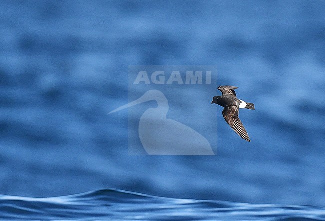 European Storm Petrel (Hydrobates pelagicus) flying over the Atlantic Ocean off Portugal during autumn migration. stock-image by Agami/Laurens Steijn,