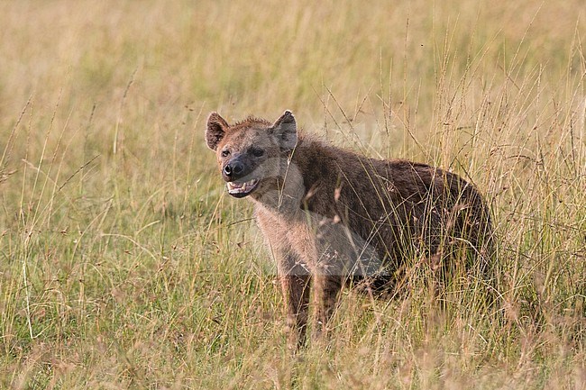 A spotted hyena, Crocuta crocuta, Masai Mara National Reserve, Kenya. Kenya. stock-image by Agami/Sergio Pitamitz,