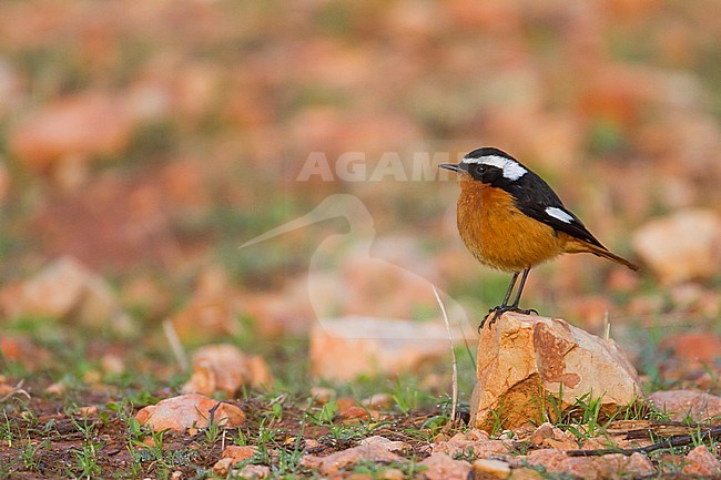 Moussier's Redstart - Diademrotschwanz - Phoenicurus moussieri, Morocco, adult male stock-image by Agami/Ralph Martin,