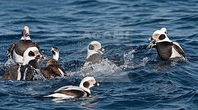 IJseend mannetjes vechtend; Long-tailed Duck males fighting stock-image by Agami/Jari Peltomäki,