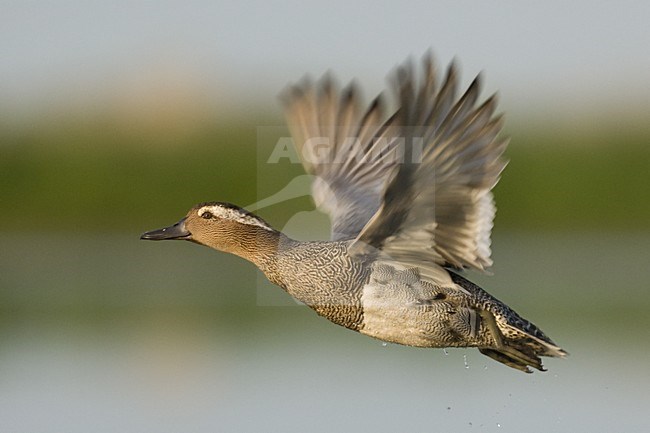 Vliegend mannetje Zomertaling; Flying male Garganey stock-image by Agami/Bence Mate,