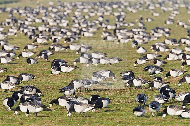 Groep Brandganzen in weiland; Group of Barnacle Geese in meadow stock-image by Agami/Menno van Duijn,