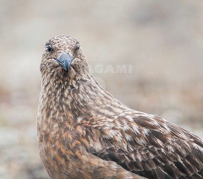 Great Skua - Skua - Catharacta skua, Iceland, adult stock-image by Agami/Ralph Martin,