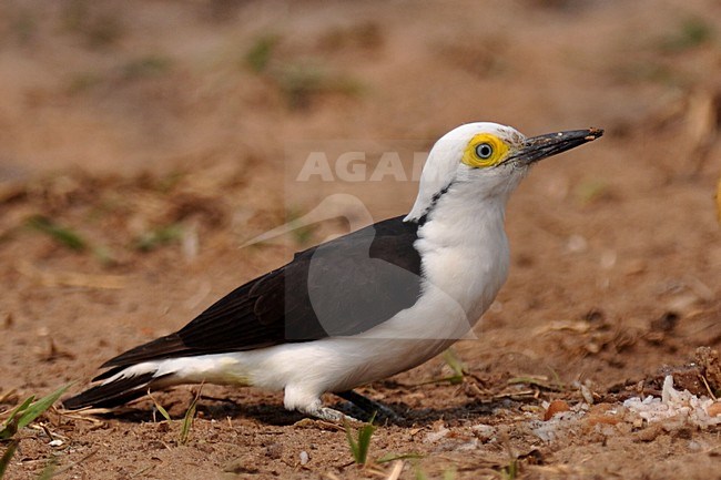  stock-image by Agami/Laurens Steijn,