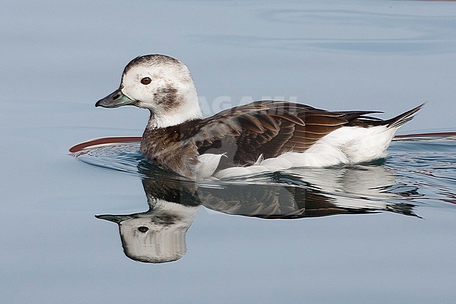 Vrouwtje IJseend, Long-tailed Duck female stock-image by Agami/Jari Peltomäki,