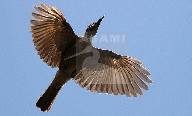 Tanimbar Oriole (Oriolus decipiens) flying overhead. Endemic to the Tanimbar Islands, Indonesia. stock-image by Agami/James Eaton,