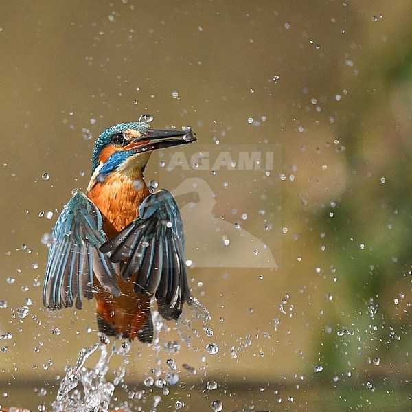 Common Kingfisher, Alcedo atthis, in the Netherlands. Taking off from the water. stock-image by Agami/Han Bouwmeester,