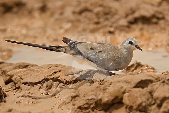 A female Namaqua Dove (Oena capensis) in Saudi Arabia stock-image by Agami/Eduard Sangster,