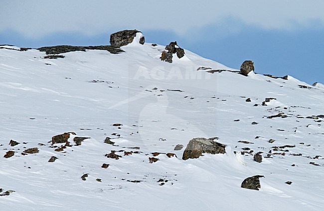 Mannetje Sneeuwuil in de sneeuw, Male Snowy Owl in the snow stock-image by Agami/Markus Varesvuo,