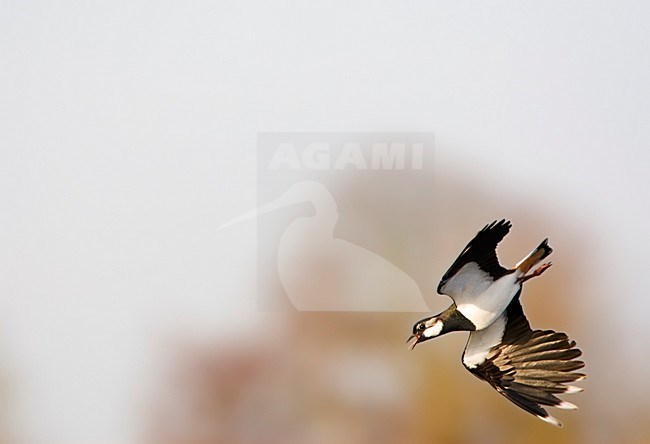 Kievit, Northern Lapwing, Vanellus vanellus stock-image by Agami/Marc Guyt,